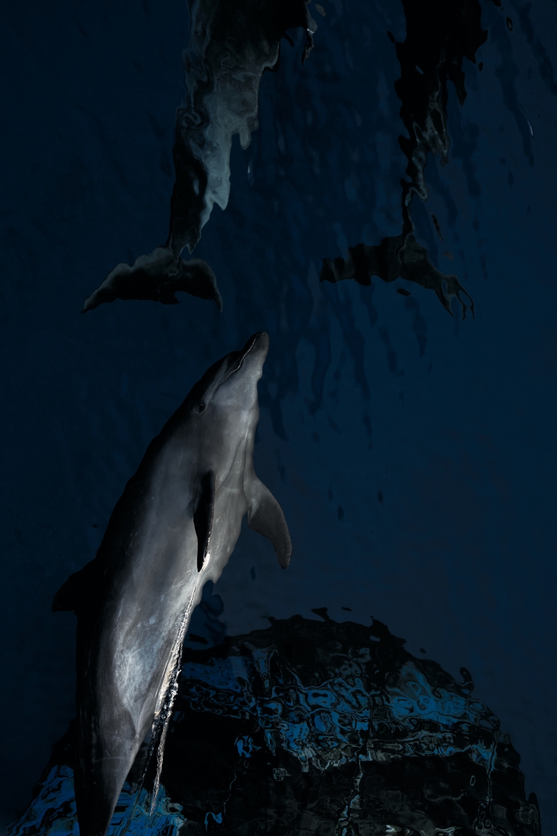 Rangiroa gang	