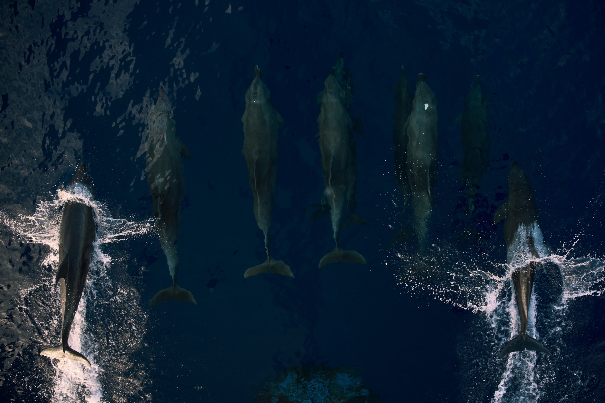 Rangiroa gang	
