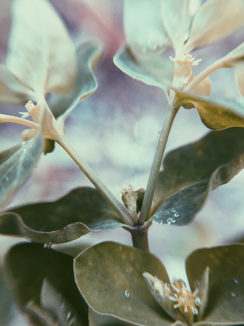 Ethereal Macro