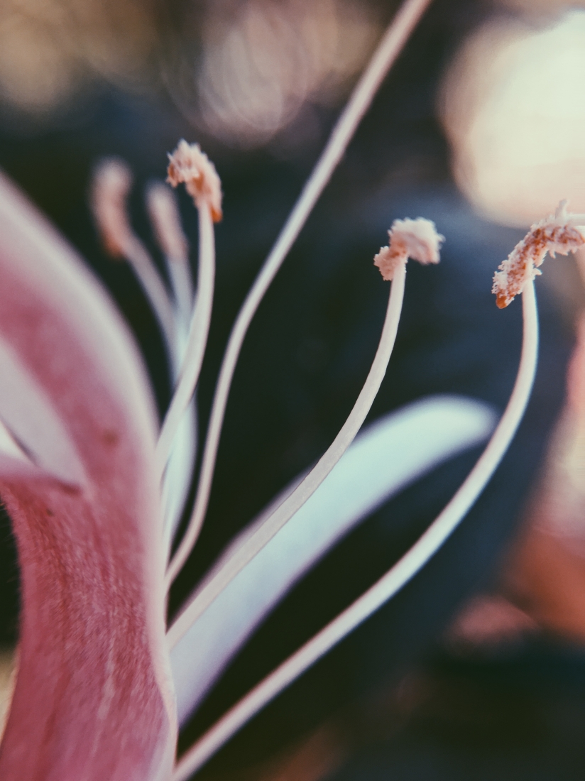 Ethereal Macro