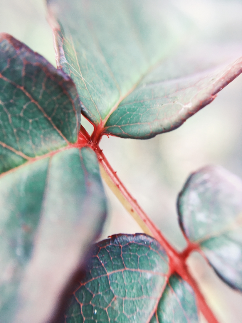 Ethereal Macro