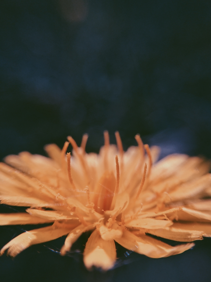 Ethereal Macro