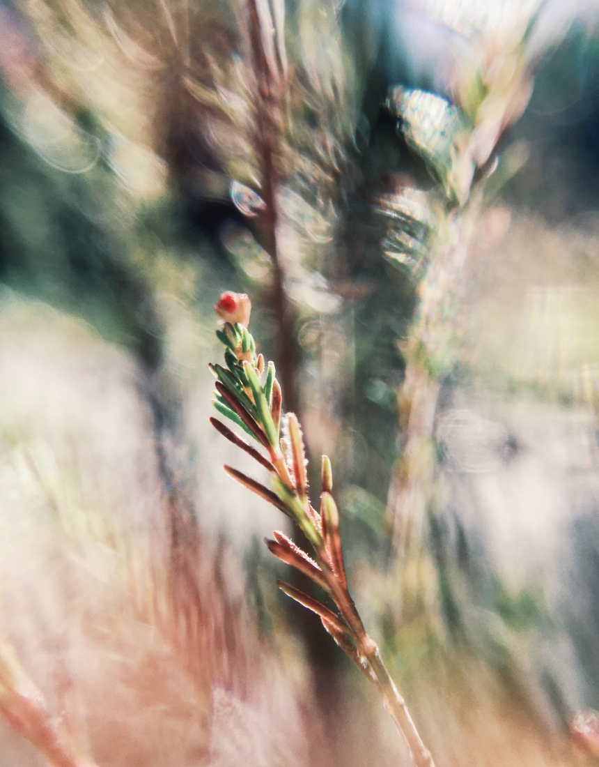 Ethereal Macro