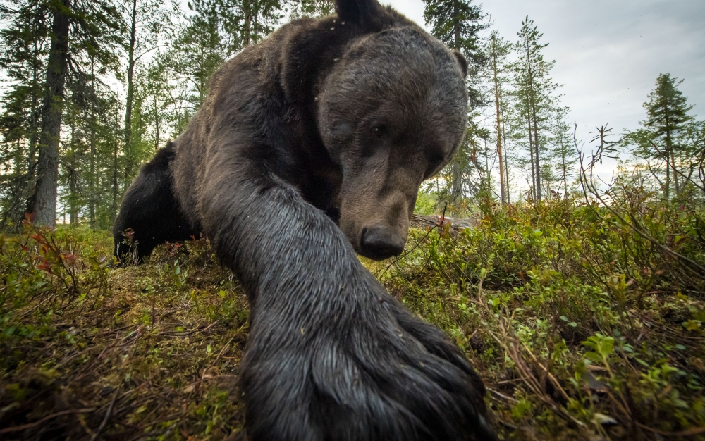 The brown bears