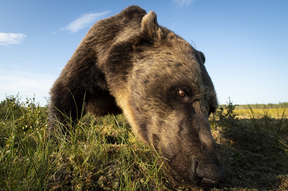 The brown bears
