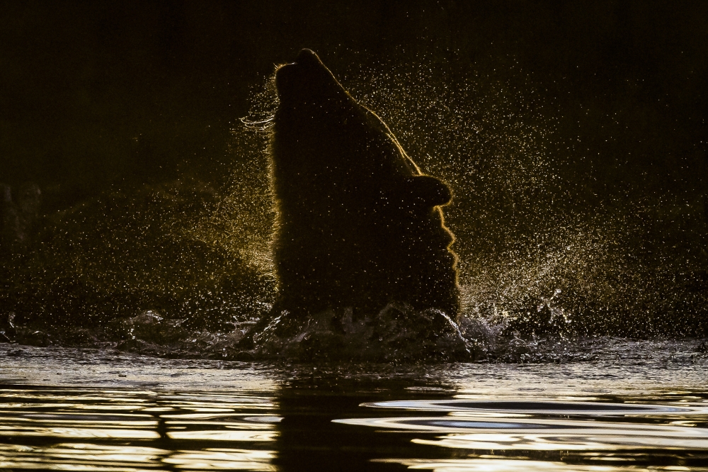 The brown bears