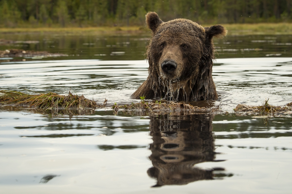 The brown bears