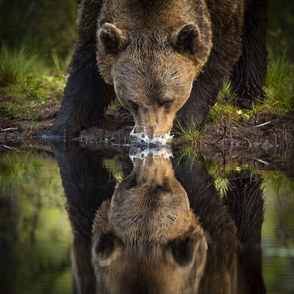 The brown bears
