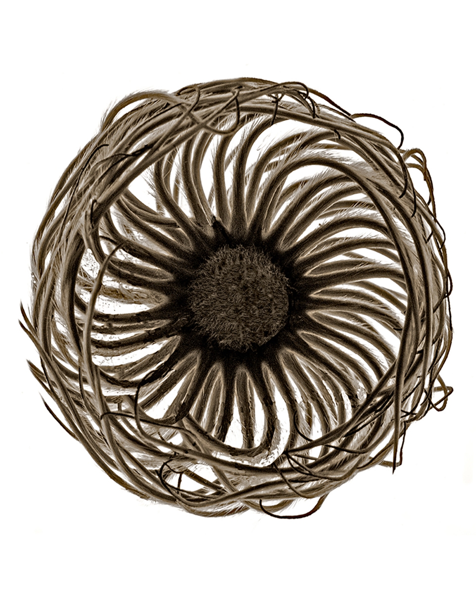 BOTANICALS