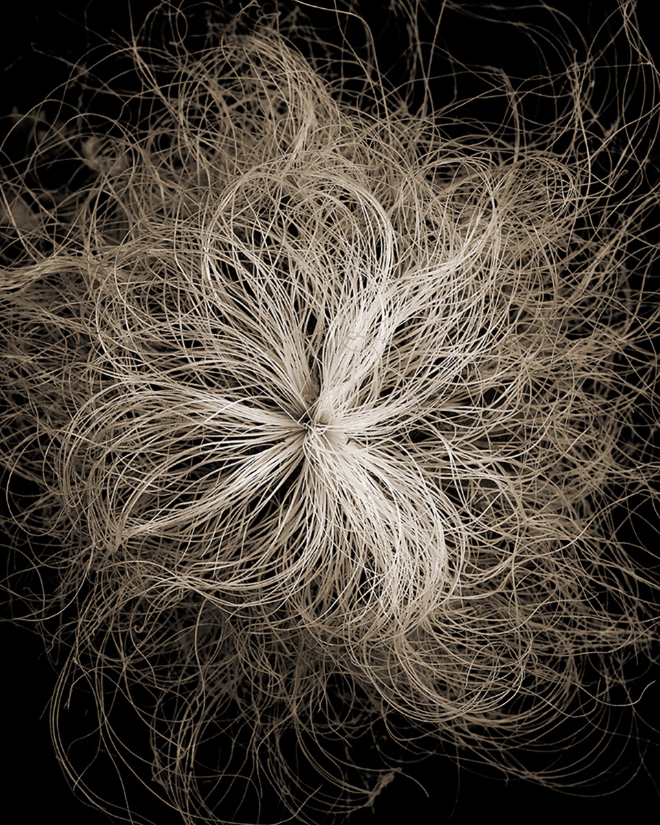 BOTANICALS