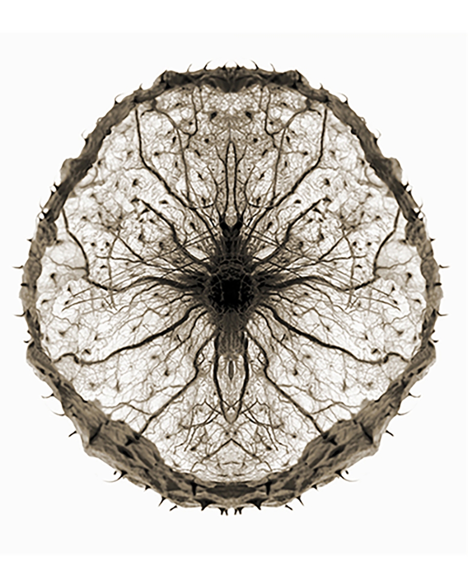 BOTANICALS