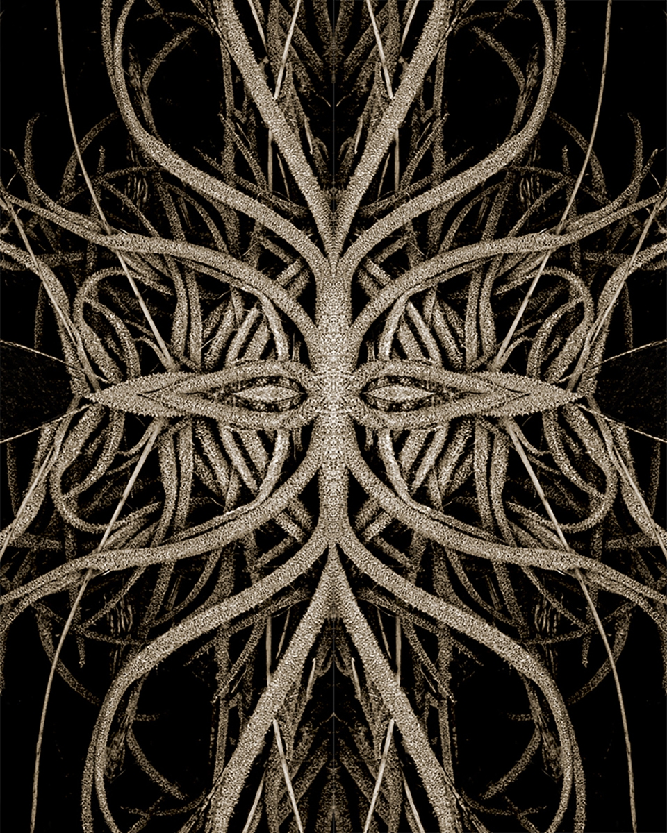 BOTANICALS