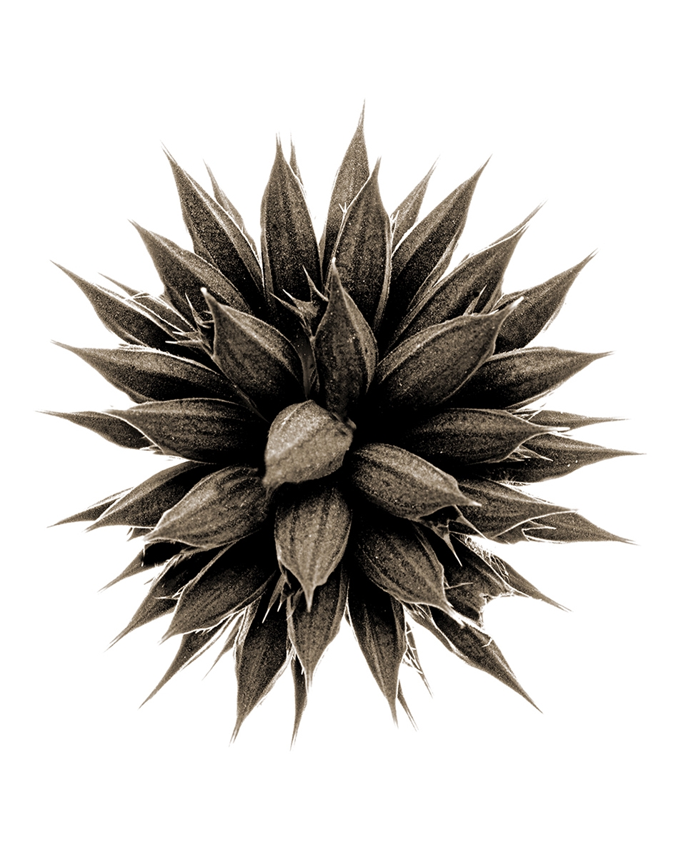BOTANICALS