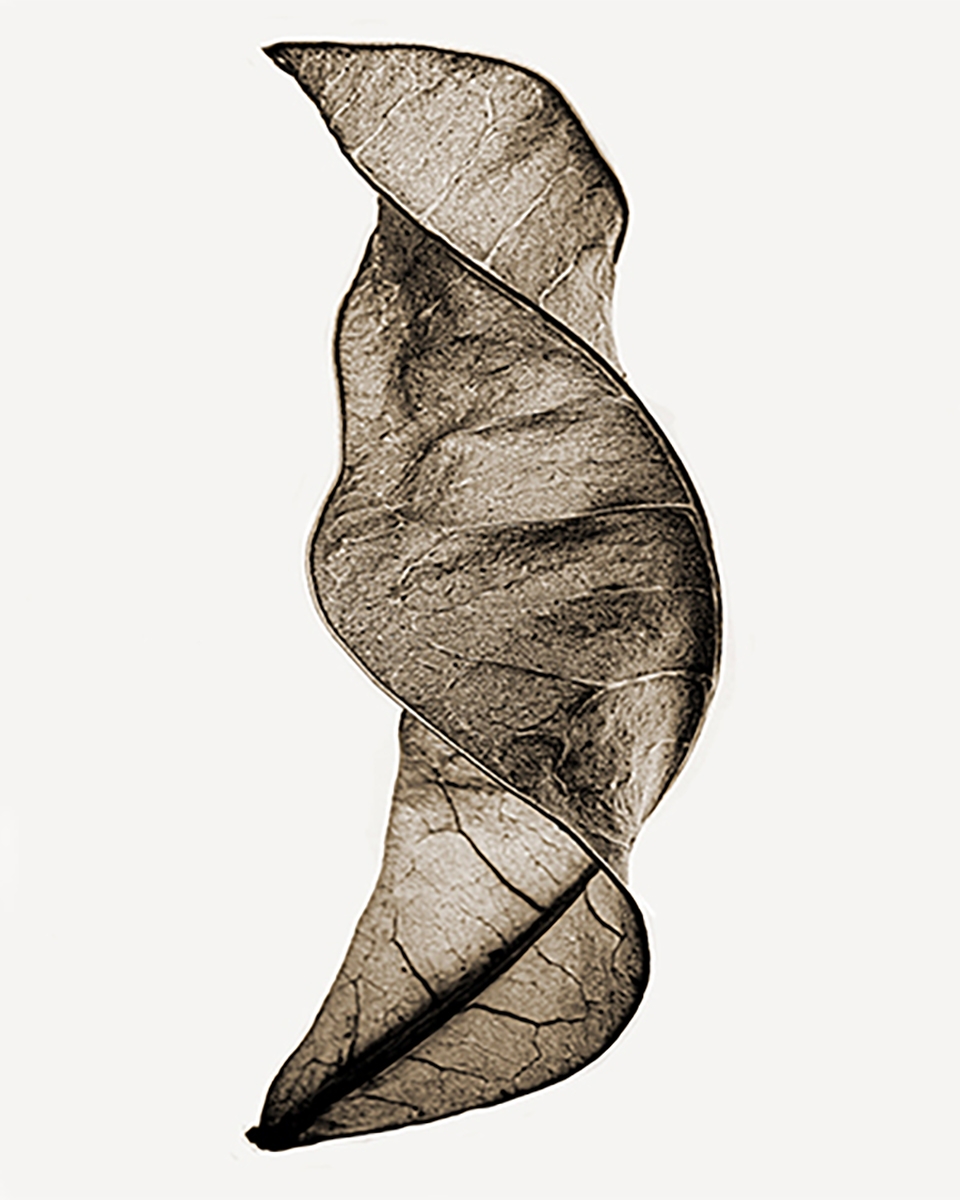 BOTANICALS