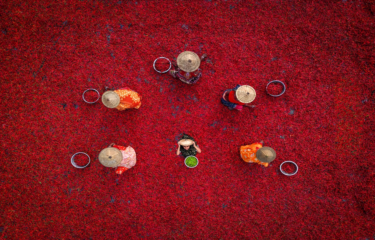 Red Chilli Drying