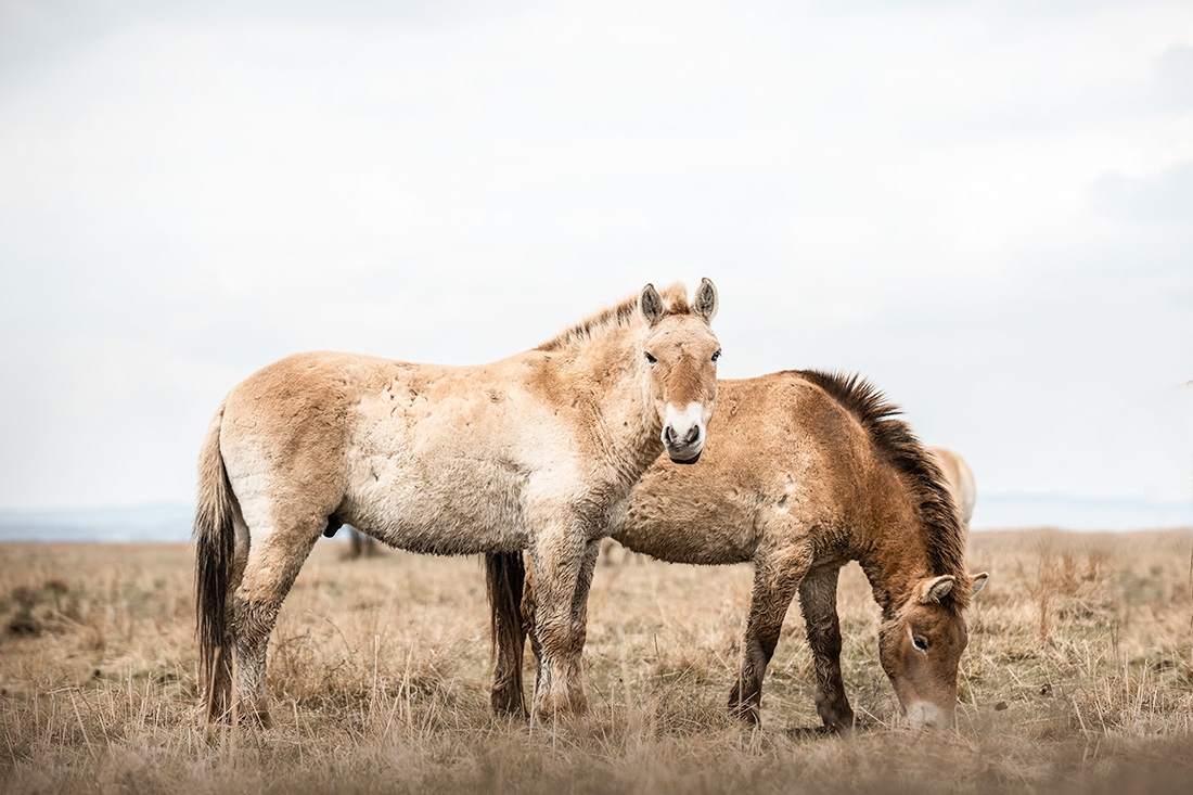 Przewalski Horses - The last primeval horses on planet