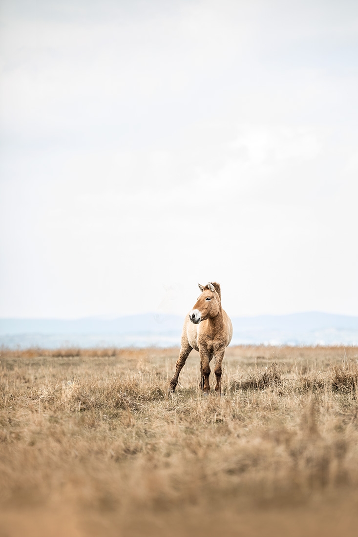 Przewalski Horses - The last primeval horses on planet