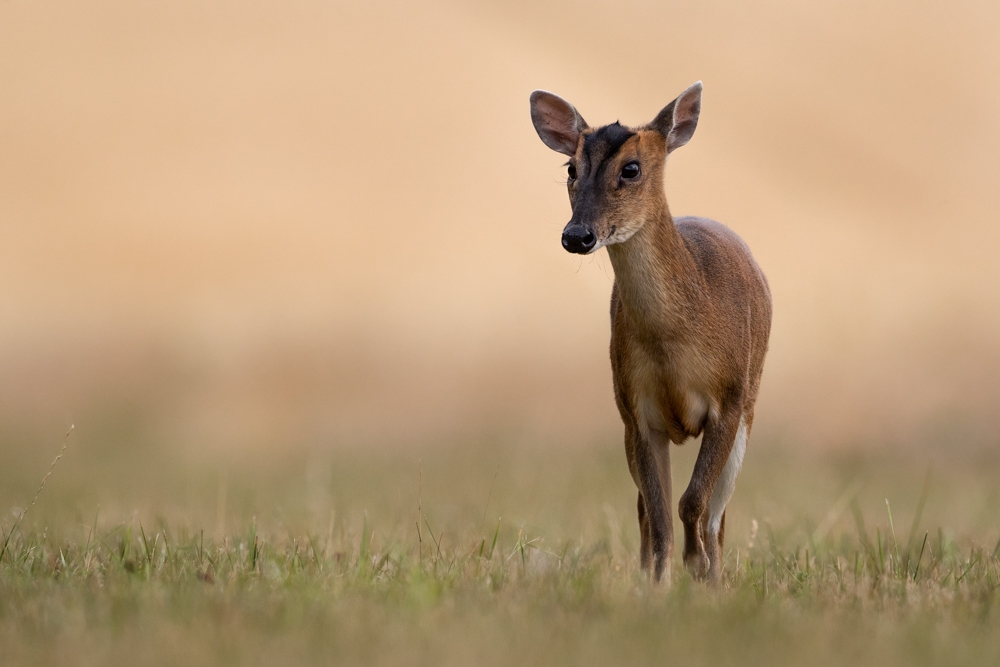 Local Wildlife-East Anglia-England