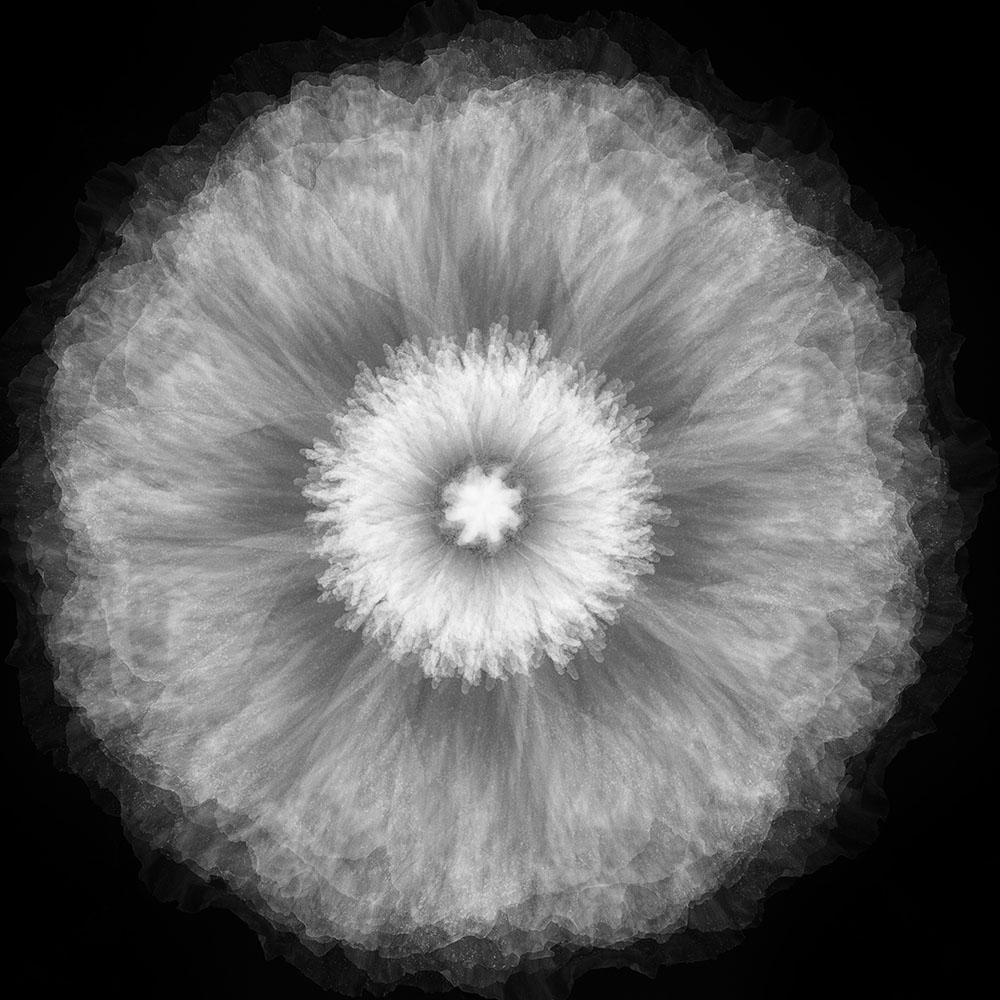 Movement of Flower