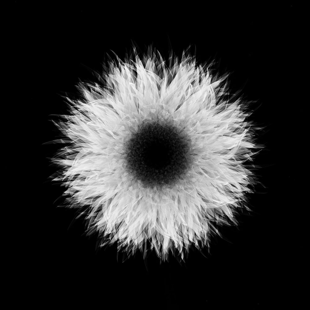 Movement of Flower