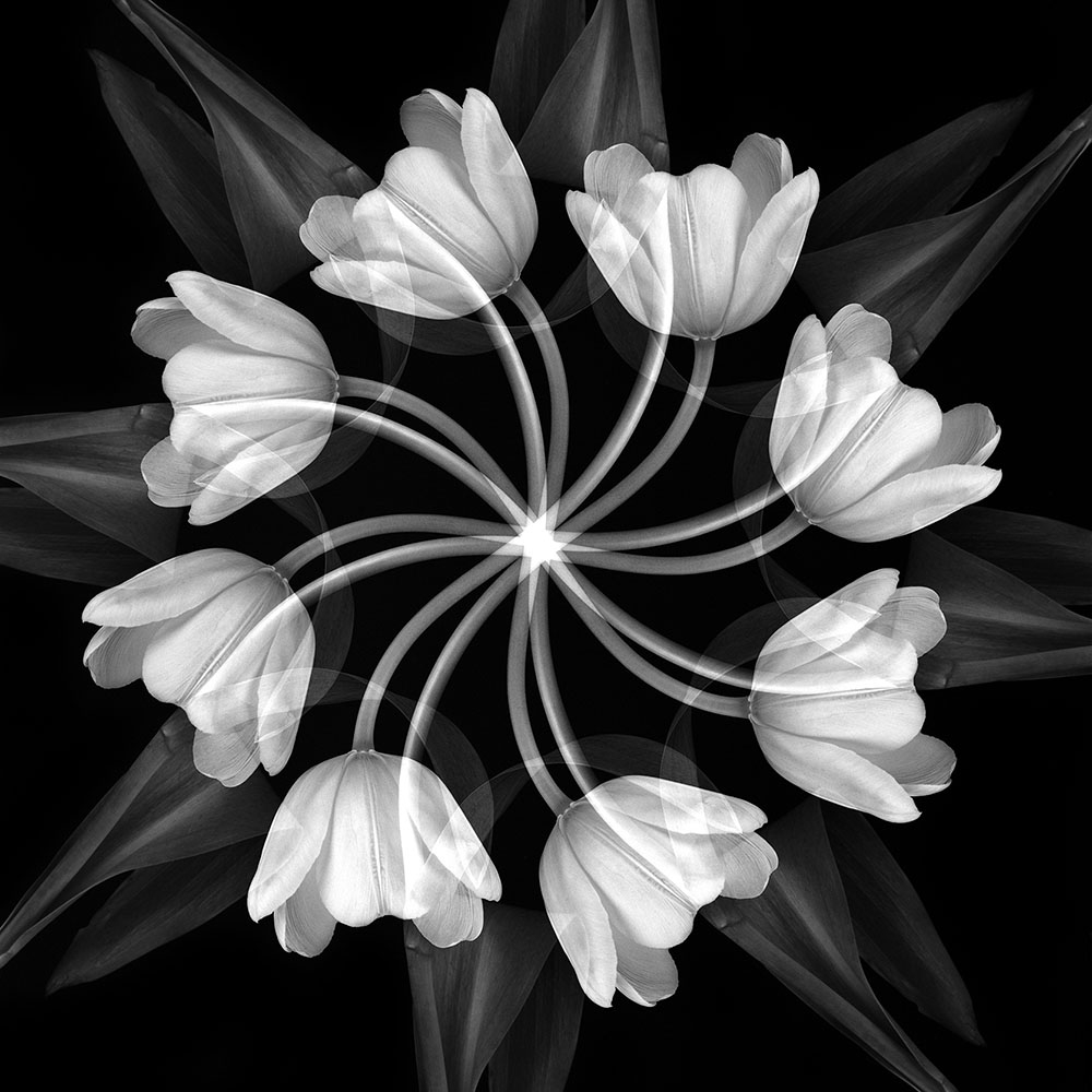 Movement of Flower