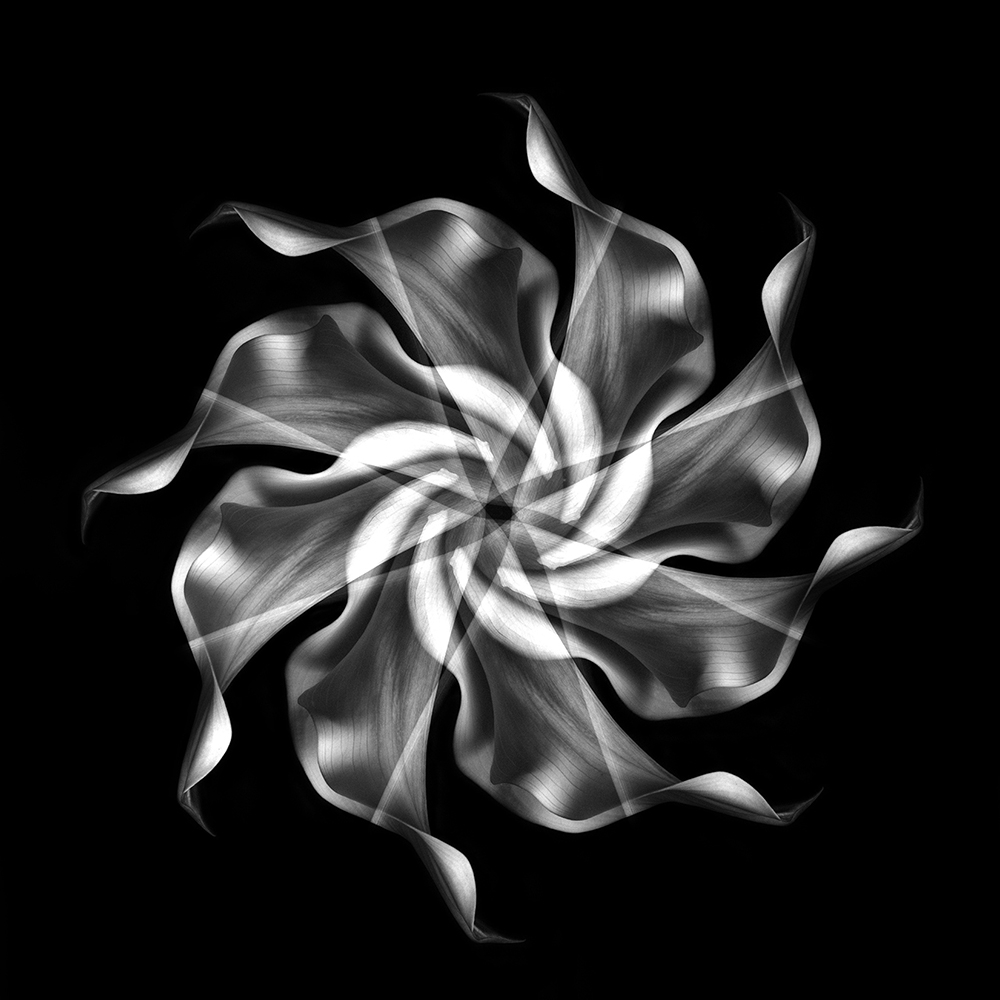 Movement of Flower