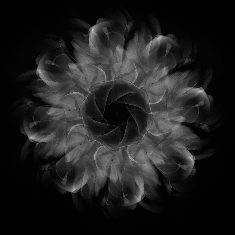 Movement of Flower