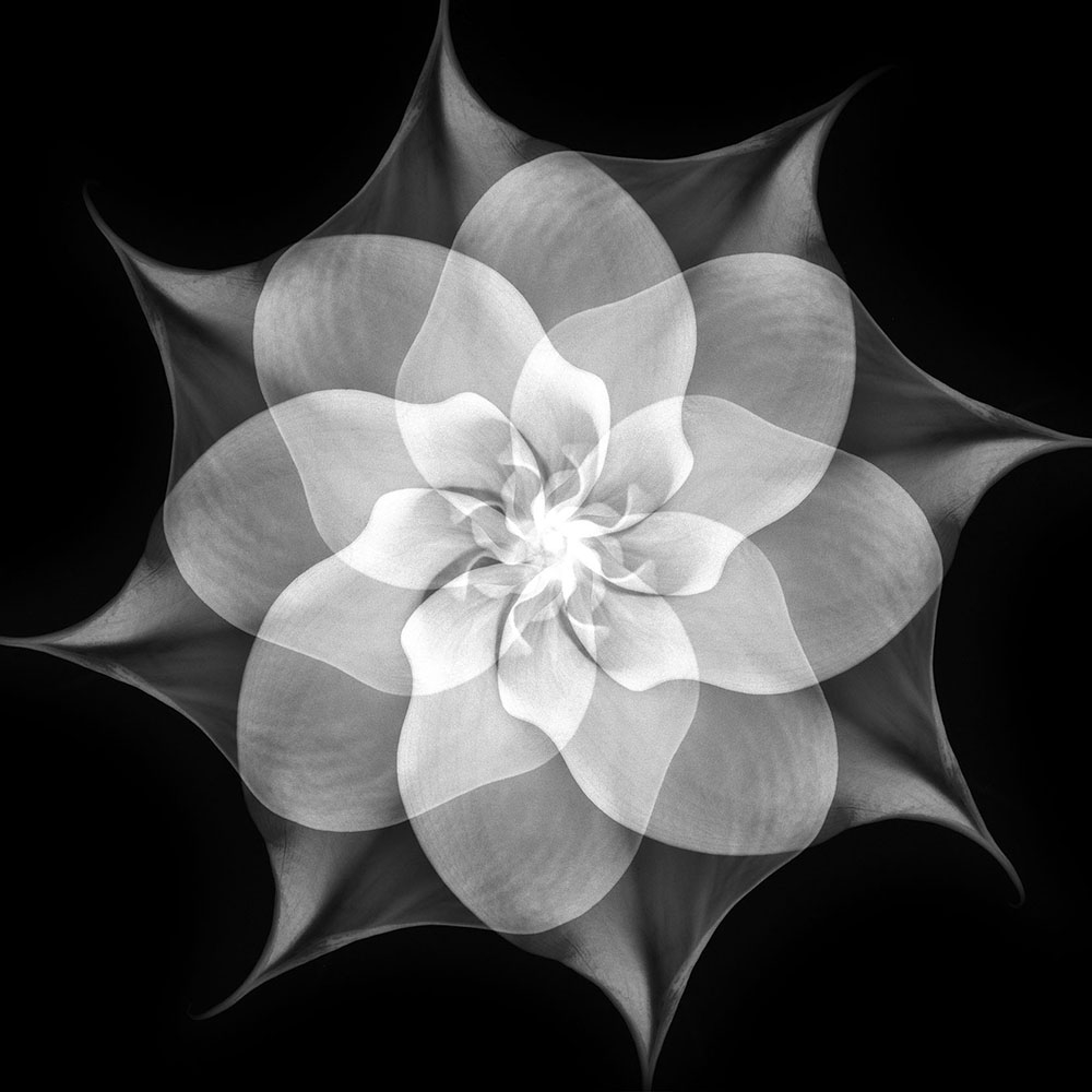 Movement of Flower