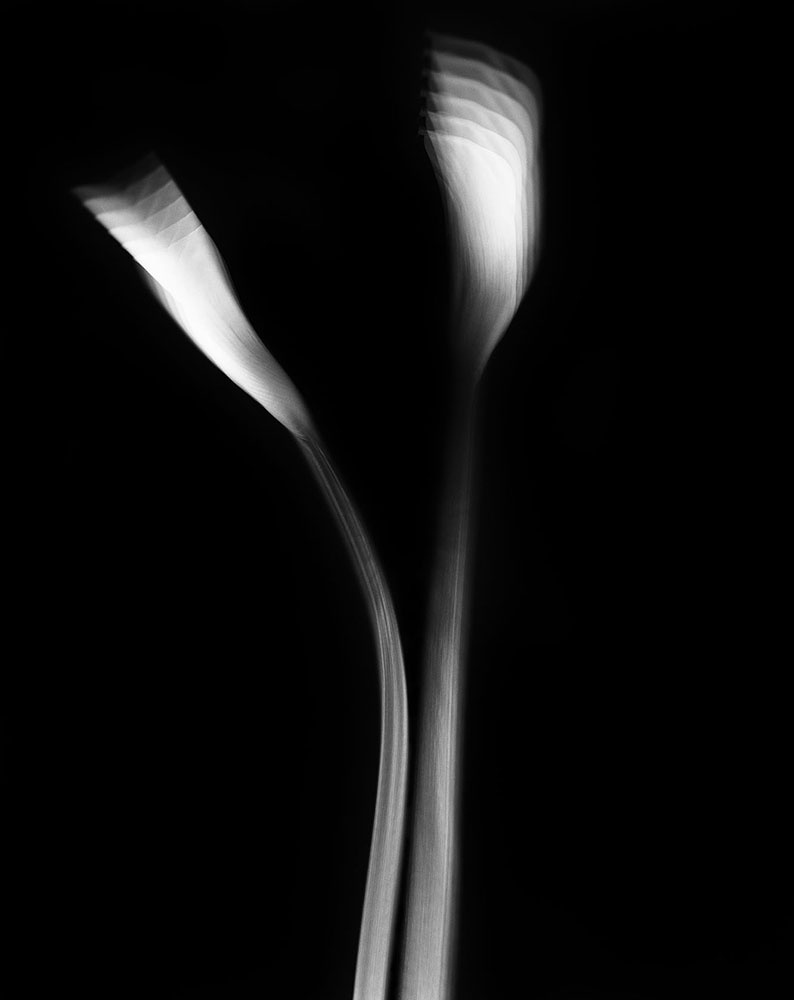 Movement of Flower
