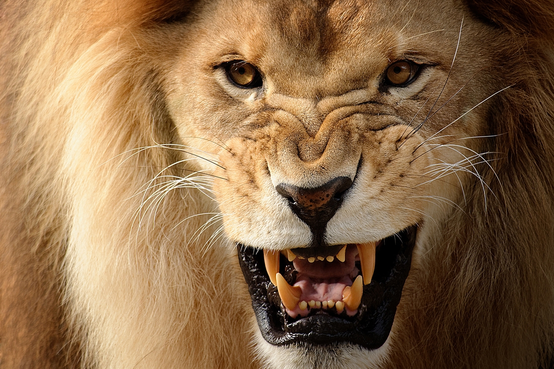 Become a lion