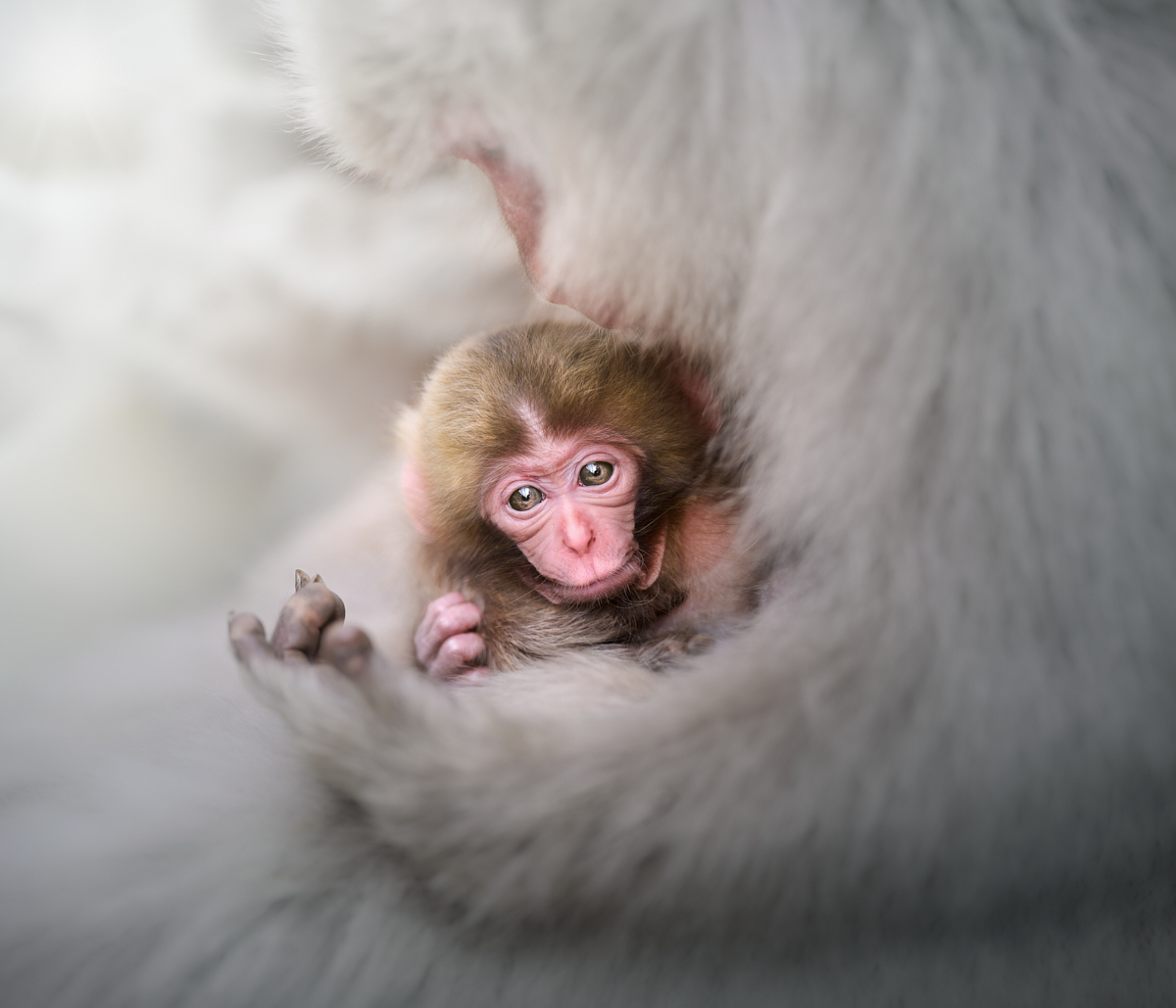 Cradled Gaze