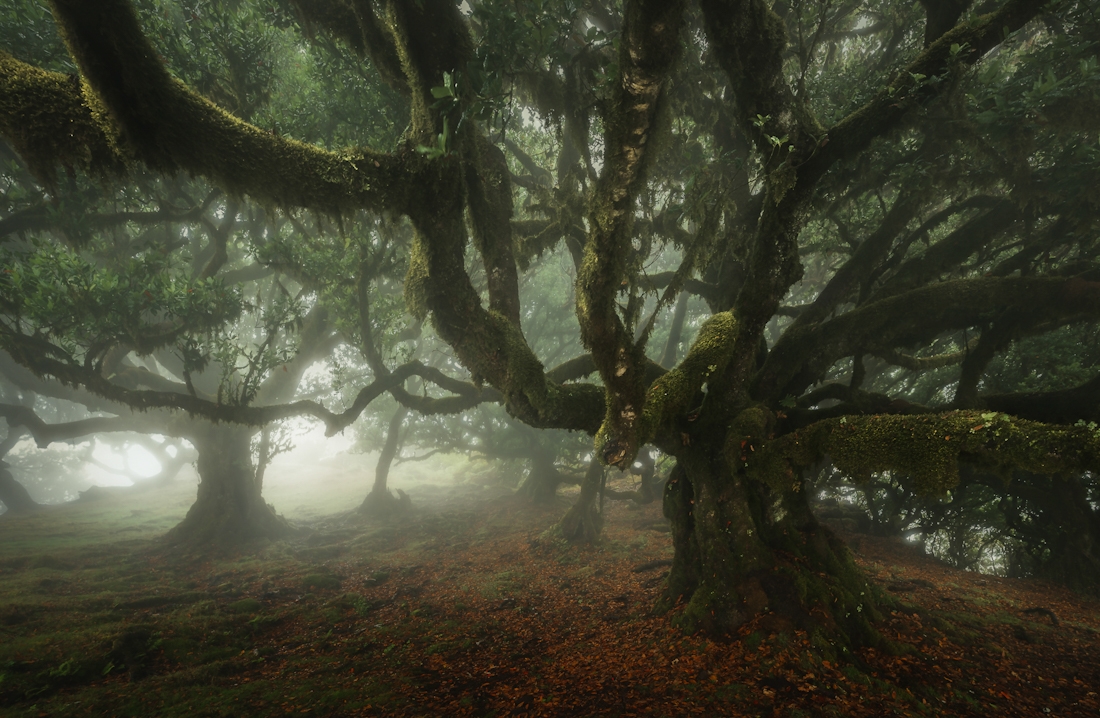 The Green Echo