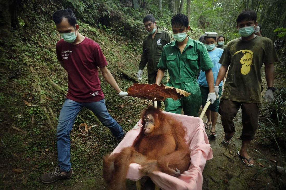Saving Orangutans