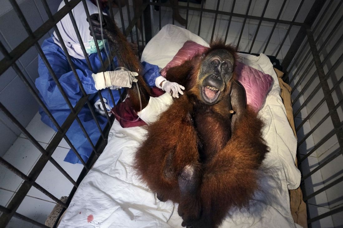 Saving Orangutans