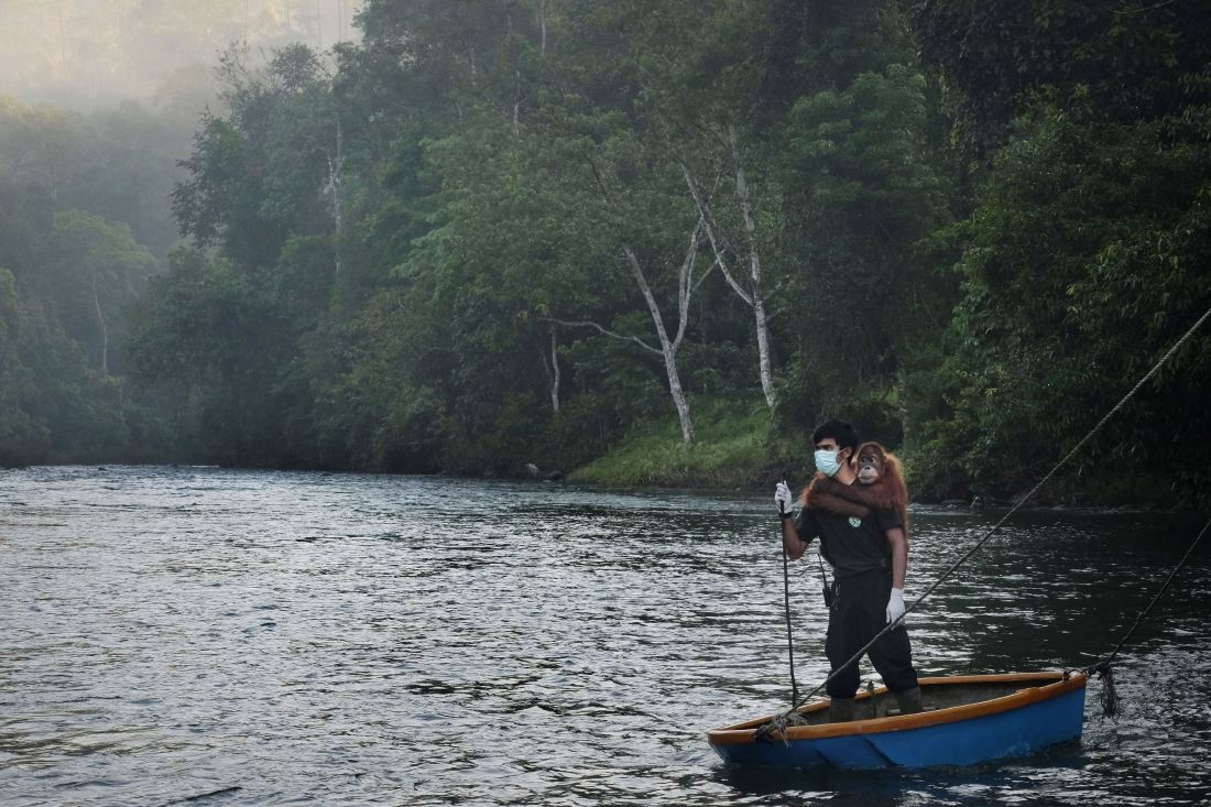 Saving Orangutans