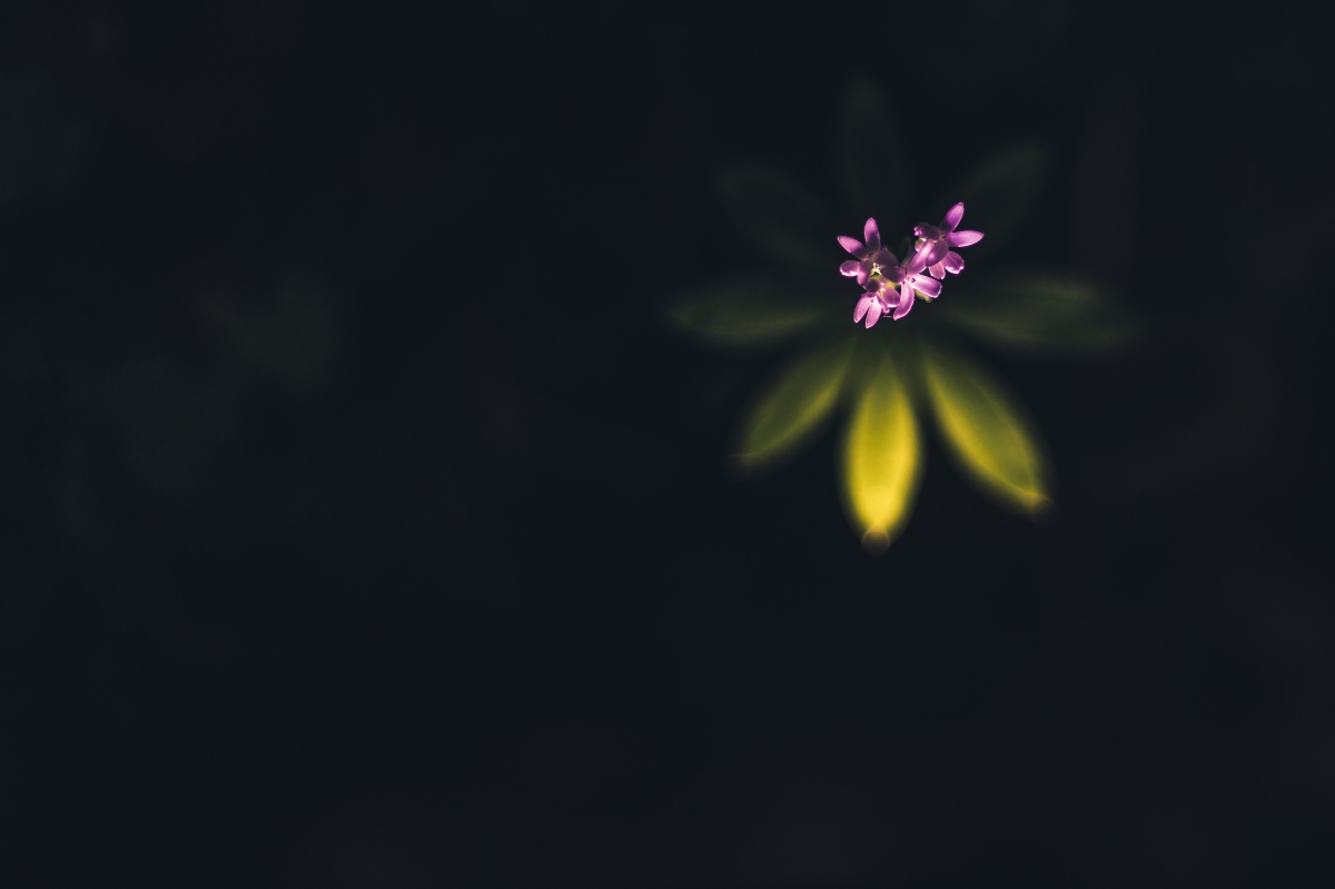 Lights in the darkness