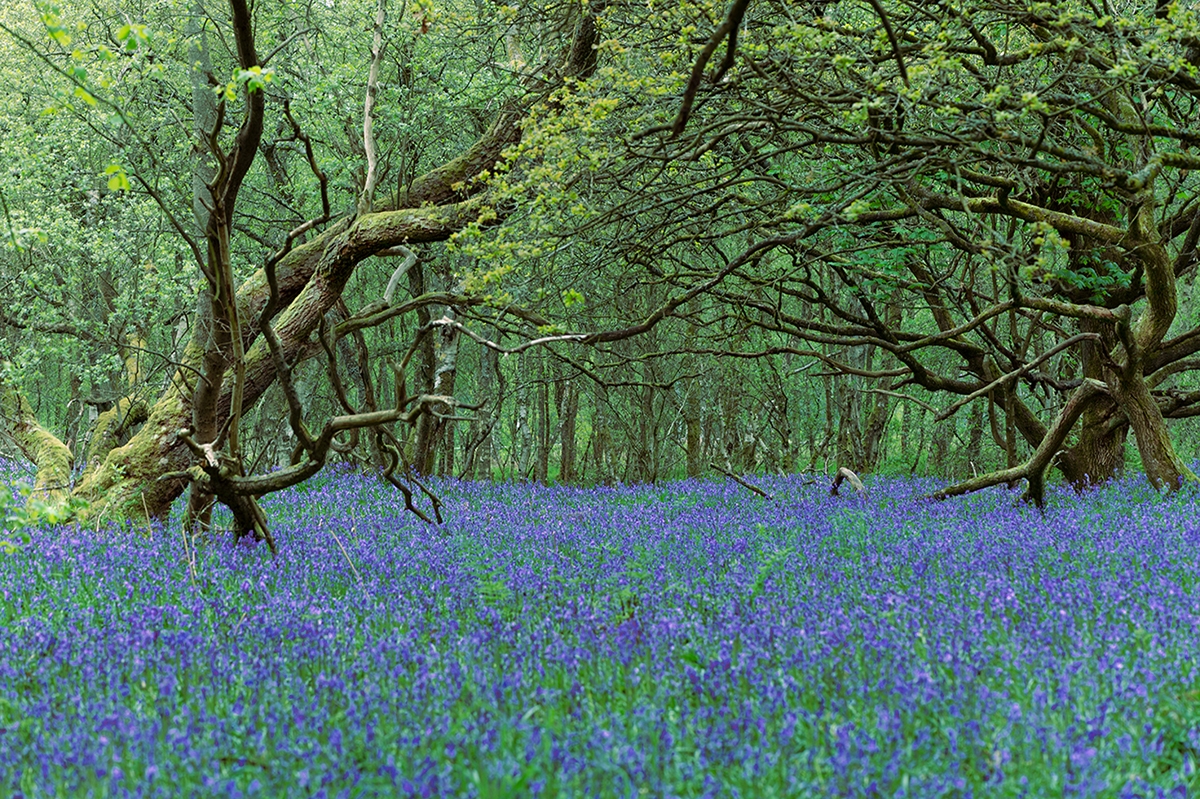 Battle_of_the_Bluebells