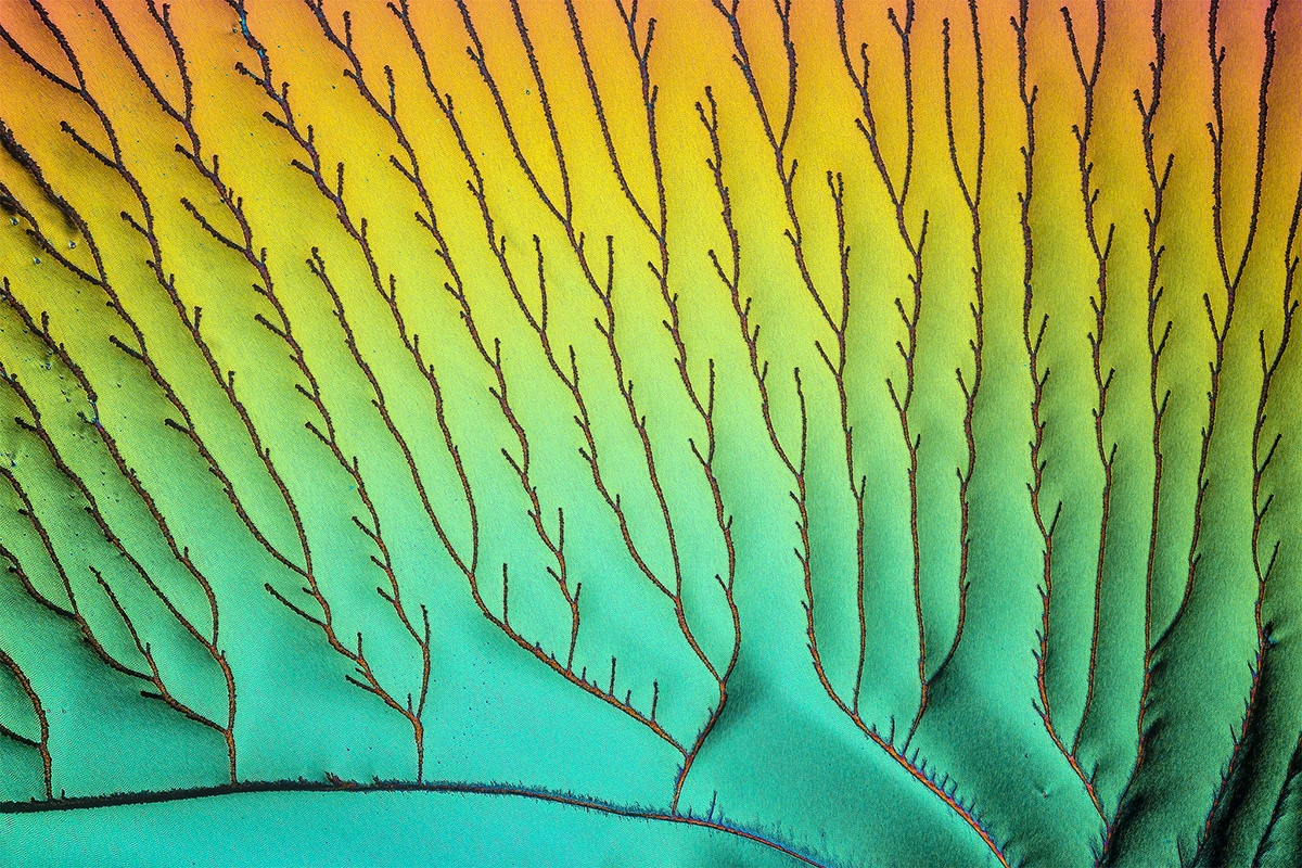 Microcrystals in polarized light, Ascorbic acid in a magnification scale of 20x / magnification approx. 250:1.