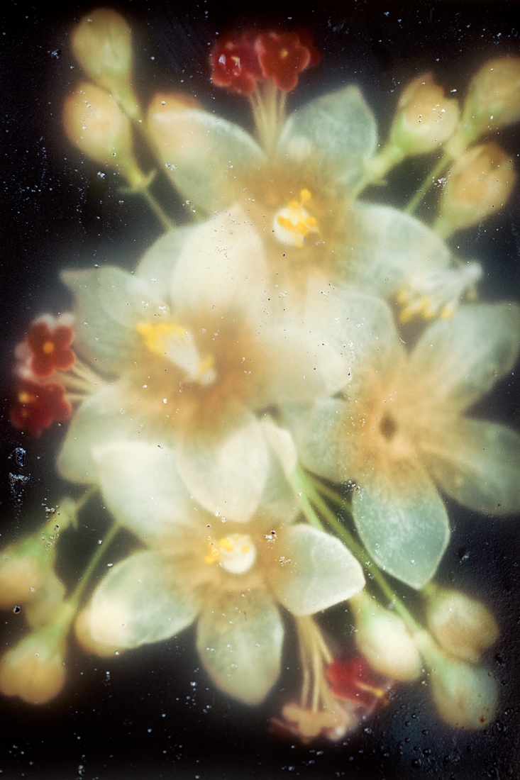 Phantom Flowers