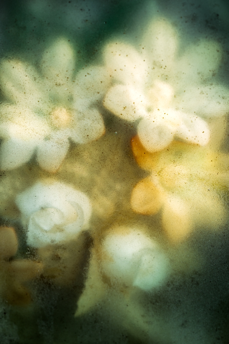 Phantom Flowers