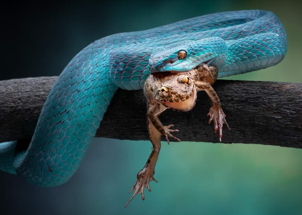 Vipers and Their Prey