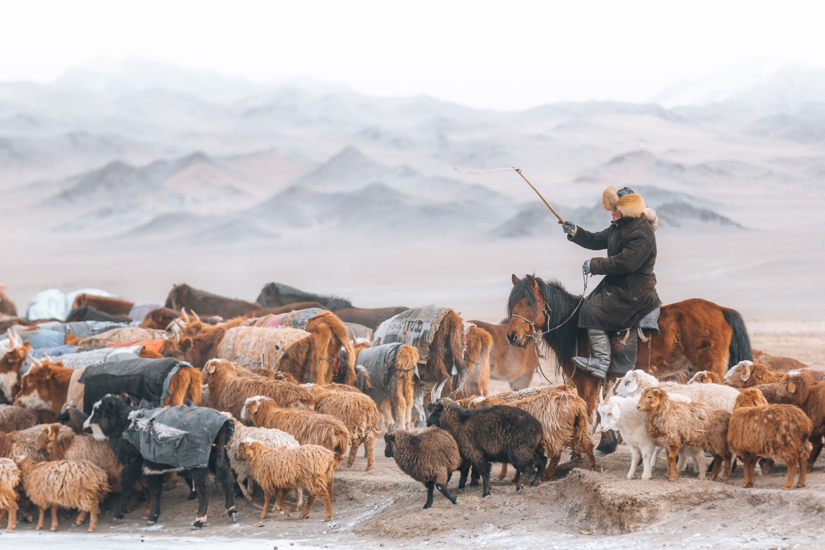 Mongolia - Animal Migration