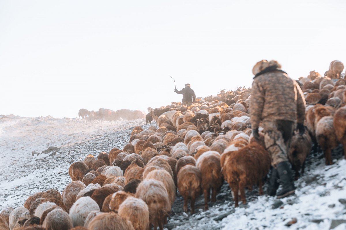 Mongolia - Animal Migration