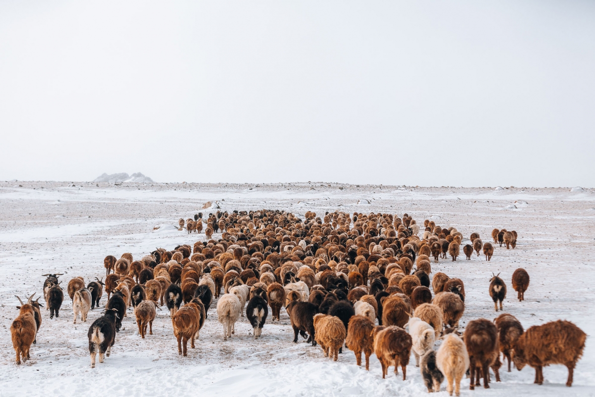 Mongolia - Animal Migration