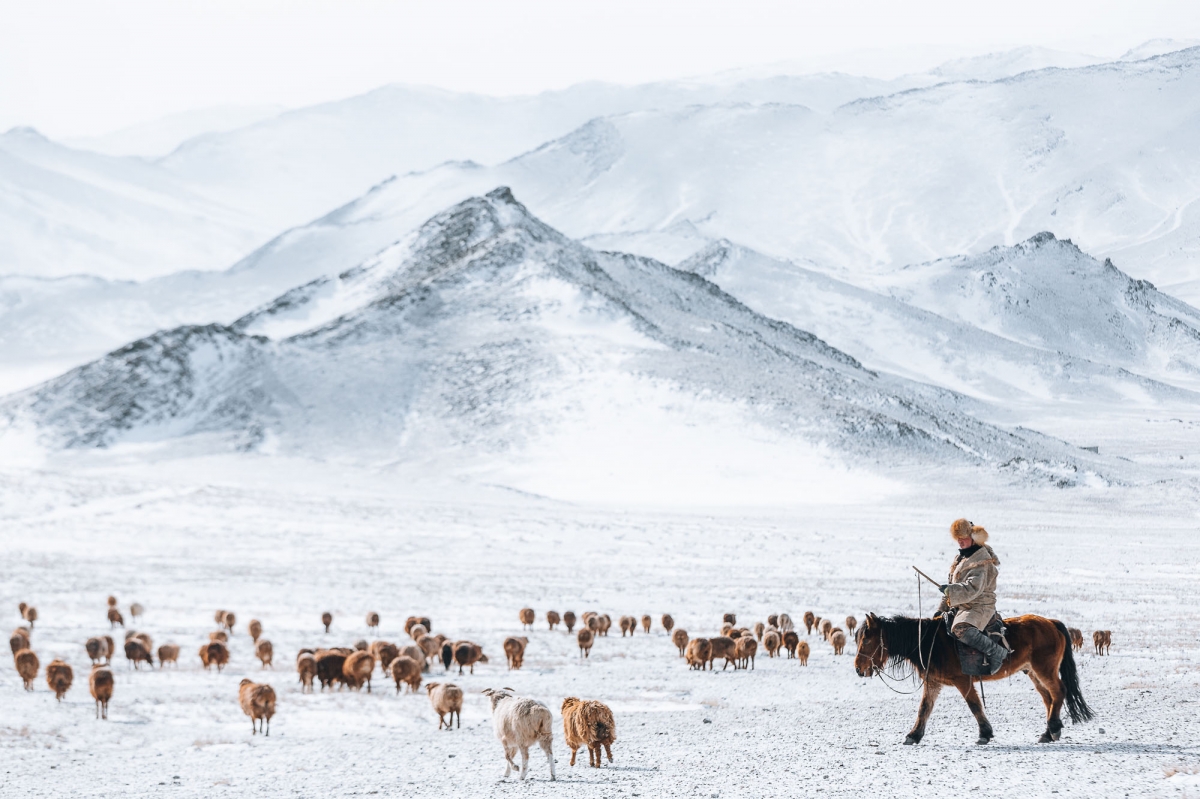 Mongolia - Animal Migration
