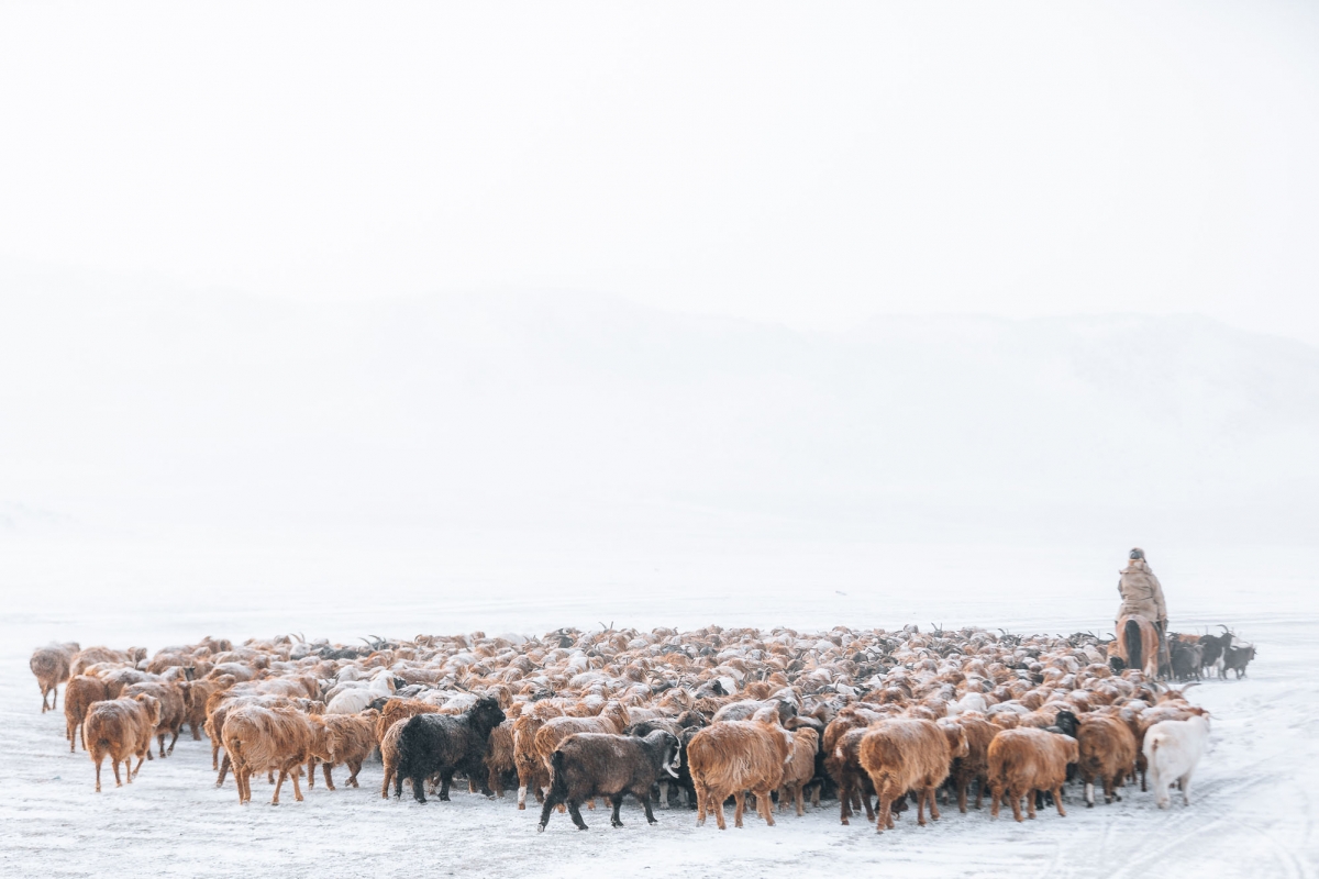 Mongolia - Animal Migration