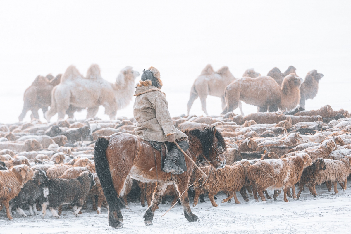 Mongolia - Animal Migration