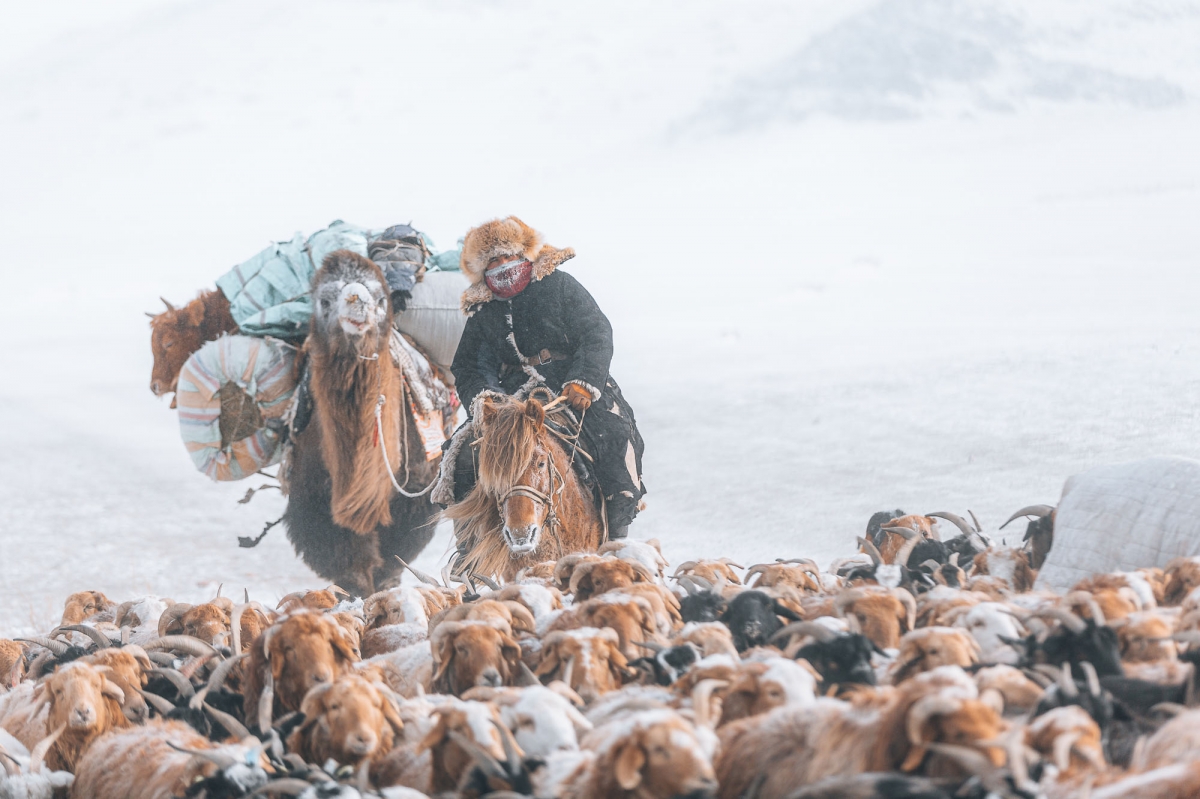 Mongolia - Animal Migration