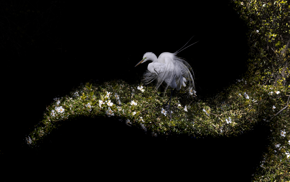 Surfing the Rookery