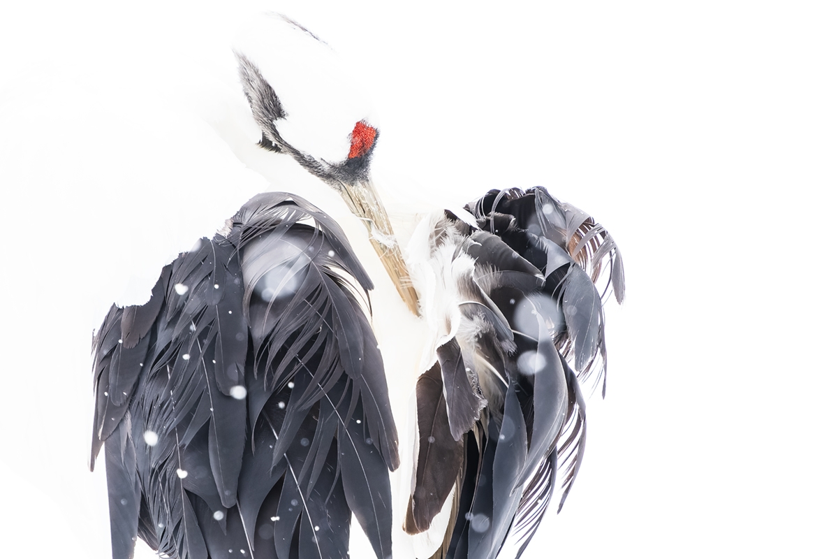 Japanese crane